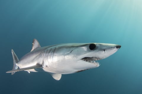 Sharks often bite during mating, which might be why female mako sharks avoid males. 