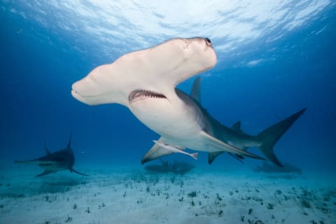 Don't let the eyes fool you—hammerheads have binocular vision.