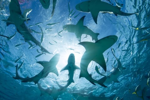 When sharks get to circling like this, you probably don't want to be there.