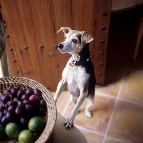 Never let your dog eat a grape.