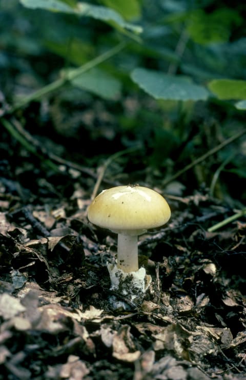 It’s a death cap mushroom, not a death cup mushroom. 