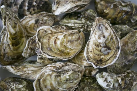 Oysters are known to carry ‘Vibrio vulnificus’ bacteria.