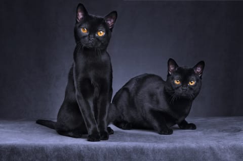 Black cats come in all kinds of breeds. 