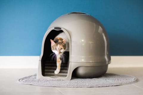 Petmate Booda Clean Step Cat Litter Box Dome