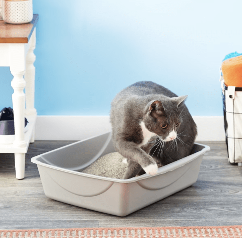 Petmate Open Cat Litter Box