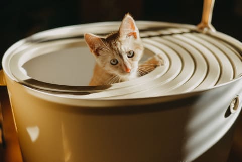 Top-entry litter boxes could be good if your cat likes to kick litter around and prefers privacy, or if you have other curious pets in the house. 