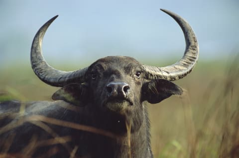 Water Buffalo (‘Bubalus bubalis’), Kaziranga National Park, Assam, India.