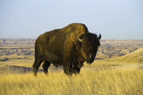 A bison in Badlands National Park, South Dakota. Note its short horns and large hump.