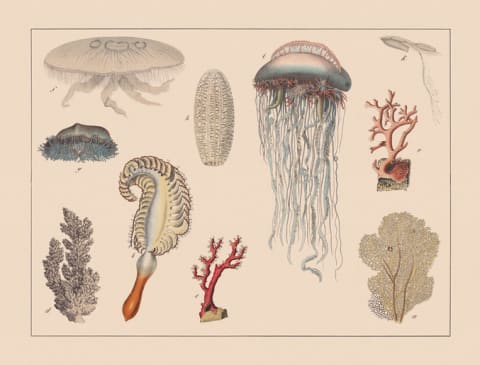 A Portuguese man o’ war in an illustration with other cnidarians.