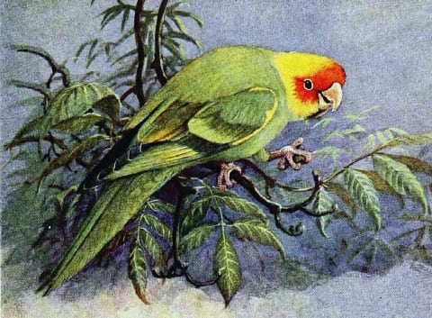 A 1930s illustration of a Carolina parakeet. They were then on the verge of extinction.