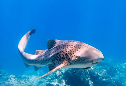 Through a process known as parthenogenesis, female zebra sharks have been known to experience so-called "virgin births."