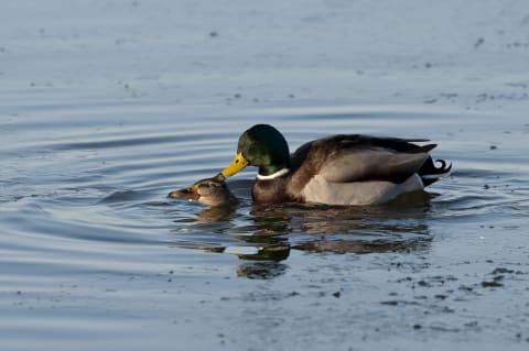 To be fair, looks like duck mating rituals involve some sweet moments, too.