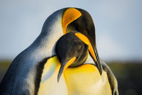 These penguins still look pretty loved up. 