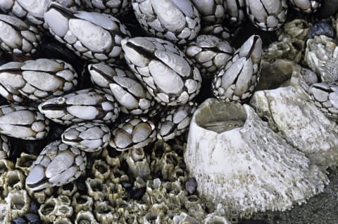 It's a barnacle party and all these guys are invited.