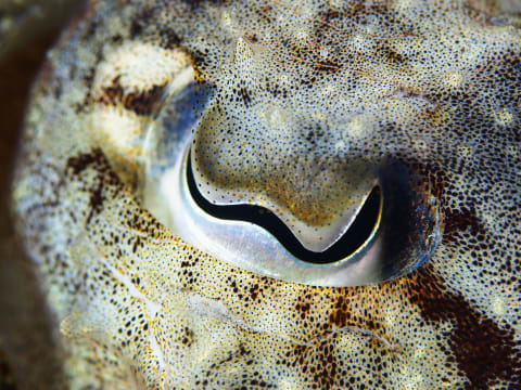 Cuttlefish have w-shaped pupils.