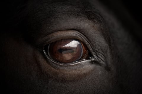 Horses, like goats, have horizontal pupils.