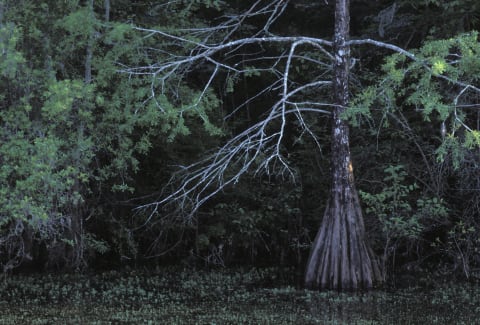 Georgia’s Altamaha River might be home to a monster.