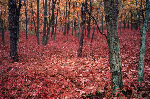 The New Jersey Pine Barrens in autumn: A spooky habitat for the Jersey Devil.