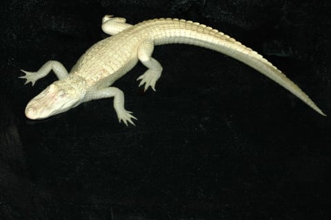 (Urban) legend has it that New York City’s sewers are full of albino alligators.