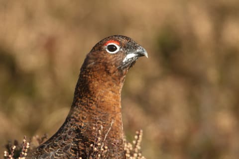 A red grouse in Scotland.