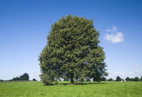 A lime tree.