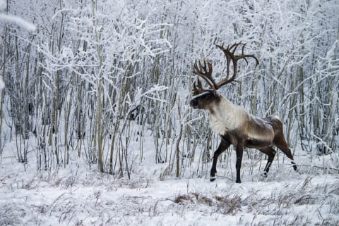 ‘Cairbow’ was actually ‘caribou.’