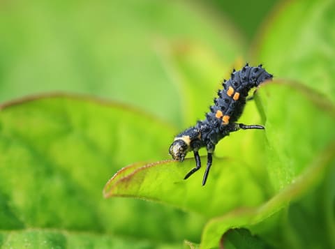 Larva of a ladybug.