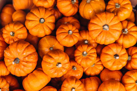 The U.S. produces a lot of pumpkins annually.