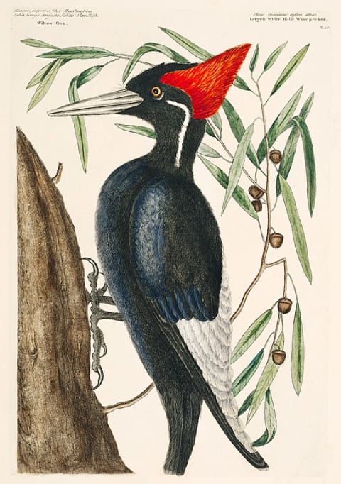 The ivory-billed woodpecker in ‘The Natural History of Carolina, Florida, and the Bahama Islands’ (1754) by Mark Catesby.