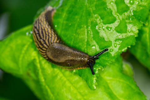 A slug—or, as the Germans call it, a “naked snail.”