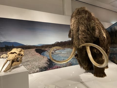 Life-sized model of woolly mammoth.