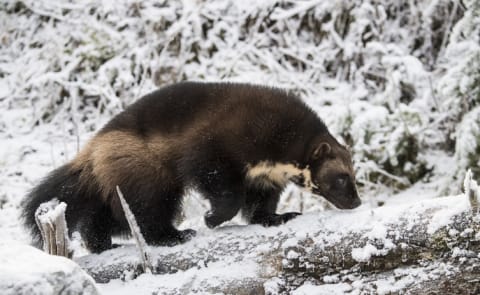 A wolverine in Alaska.