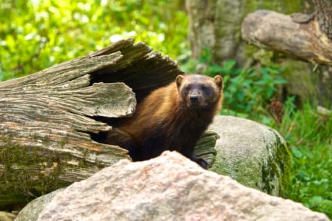 Wolverines have a pretty average bite.