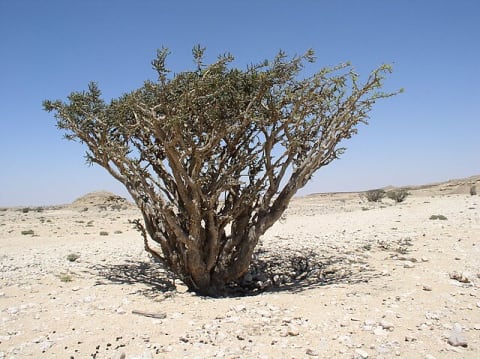 A frankincense tree (‘Boswellia sacra’) in Oman.