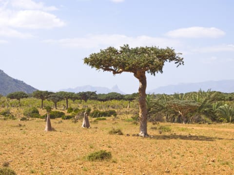 A myrrh tree (‘Commiphora myrrha’) in Yemen.