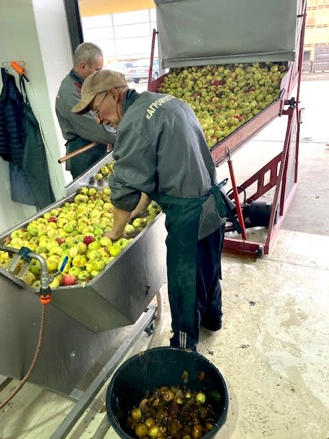 Workers at the distillery sort apples grown in the Chernobyl Exclusion Zone.