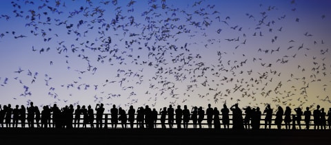 Austin is home to the largest urban bat colony in North America.