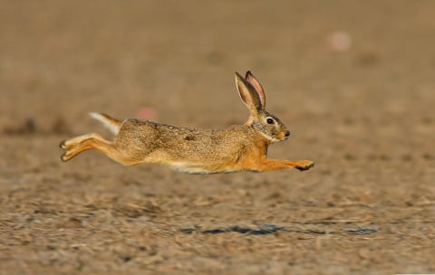 Forget eight maids a-milking—how about eight hares a-running?