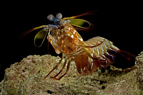 A peacock mantis shrimp (‘Odontodactylus scyllarus’).