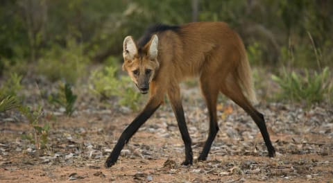 Maned wolf (‘Chrysocyon brachyurus’).