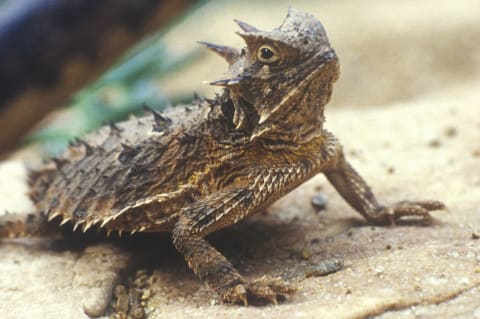 Horned toad.