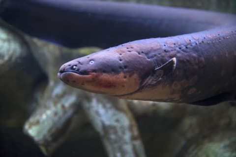 The electric eel isn’t an eel at all.