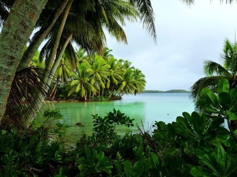 Palms drape over clear water at Strawn Island, one of more than 50 islets at Palmyra Atoll National Wildlife Refuge in the Pacific.