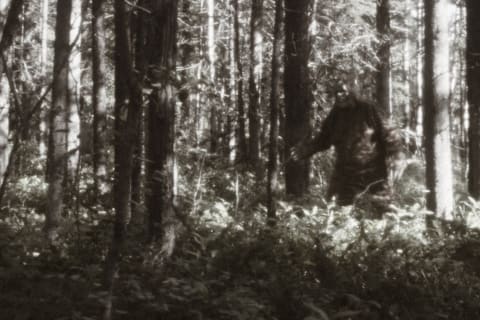 Sasquatch in the woods.