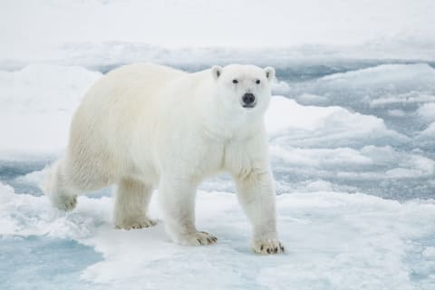 A curious polar bear in the Arctic.