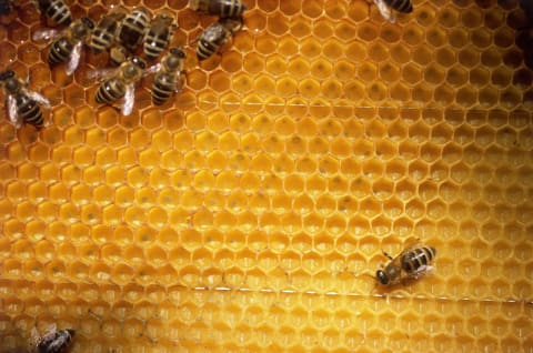 ‘Bees and honey’ equals “money” in Cockney rhyming slang.