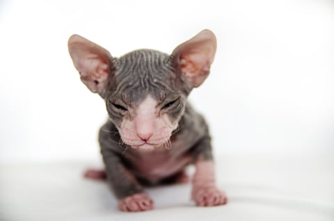 This Donskoy kitten is bald and beautiful. 