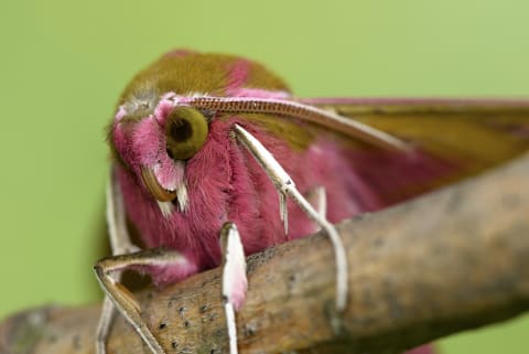 “Je suit un papillon de nuit.”