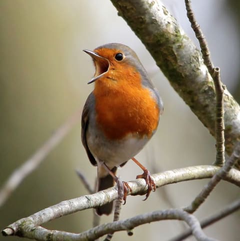 “I’m not sure why my name means ‘red throat’ when the color is more orange, either.”