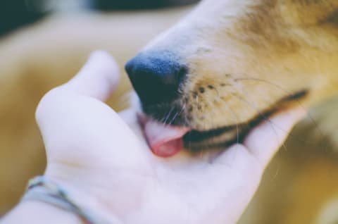 For the record, sometimes puppy kisses are good though.